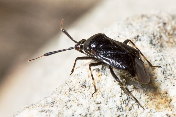 Miridae: Deraeocoris punctum f. nigerrima di Malta